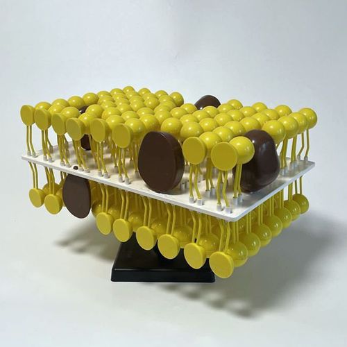 細(xì)胞膜流動(dòng)鑲嵌模型 生物課堂的理想教學(xué)工具